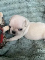 Frosty, a male Pug for sale in Schulenburg, TX – Photo 8 of 8