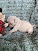 Frosty, a male Pug for sale in Schulenburg, TX – Photo 4 of 8