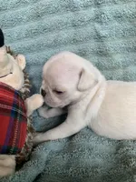 Frosty, a male Pug for sale in Schulenburg, TX – Photo 5 of 8