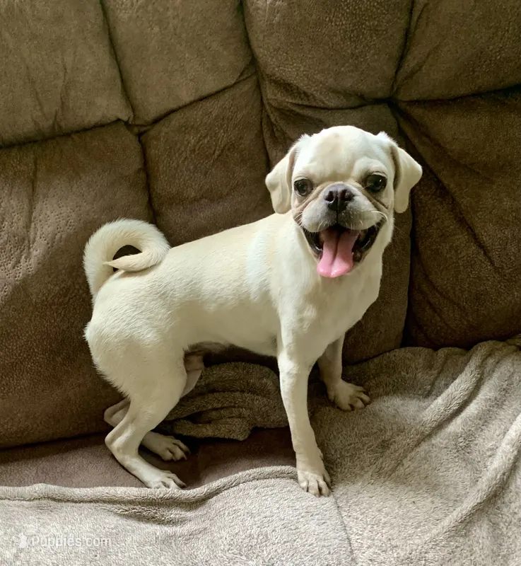 Ace – Pug puppy for sale in Schulenburg, TX