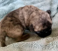 Bunny, a female Pug for sale in Schulenburg, TX – Photo 2 of 10