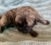 Bunny, a female Pug for sale in Schulenburg, TX – Photo 3 of 10