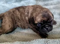 Bunny, a female Pug for sale in Schulenburg, TX – Photo 10 of 10