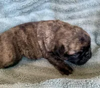 Bunny, a female Pug for sale in Schulenburg, TX – Photo 6 of 10