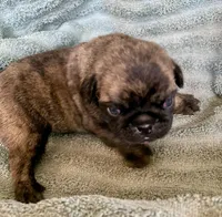 Bunny, a female Pug for sale in Schulenburg, TX – Photo 9 of 10