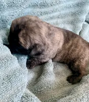 Bunny, a female Pug for sale in Schulenburg, TX – Photo 8 of 10