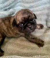 Bunny, a female Pug for sale in Schulenburg, TX – Photo 1 of 10