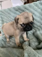 Autumn, a female Pug for sale in Schulenburg, TX – Photo 8 of 10