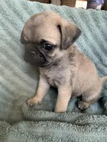 Autumn, a female Pug for sale in Schulenburg, TX – Photo 2 of 10