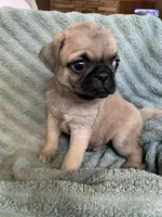 Autumn, a female Pug for sale in Schulenburg, TX – Photo 1 of 10