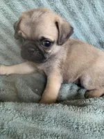 Autumn, a female Pug for sale in Schulenburg, TX – Photo 10 of 10