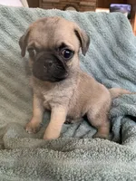 Autumn, a female Pug for sale in Schulenburg, TX – Photo 3 of 10
