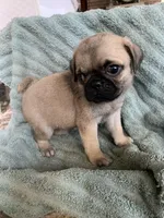 Autumn, a female Pug for sale in Schulenburg, TX – Photo 6 of 10