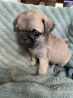Autumn, a female Pug for sale in Schulenburg, TX – Photo 9 of 10