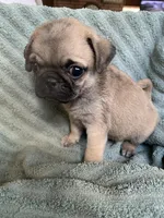 Autumn, a female Pug for sale in Schulenburg, TX – Photo 5 of 10