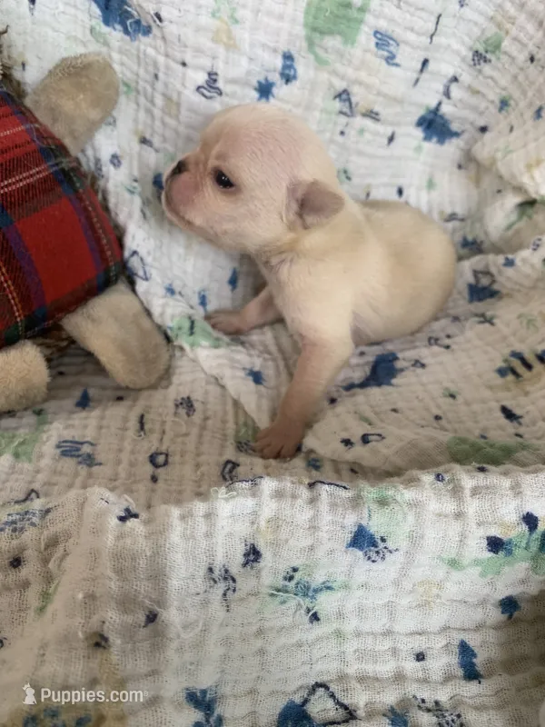 Boo – Pug puppy for sale in Schulenburg, TX