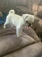 Ace, a male Pug for sale in Schulenburg, TX – 5 of 10