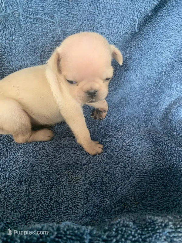 Mia – Pug puppy for sale in Schulenburg, TX