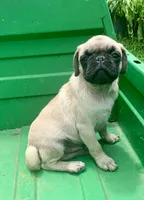 Cringle, a male Pug for sale in Schulenburg, TX – 4 of 10