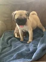 Cringle, a male Pug for sale in Schulenburg, TX – 4 of 10