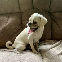 Ace, a male Pug for sale in Schulenburg, TX – 7 of 10