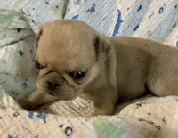 Indy , a female Pug for sale in Schulenburg, TX – 6 of 10
