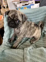 Gus, a male Pug for sale in Schulenburg, TX – Photo 9 of 10