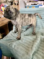 Gus, a male Pug for sale in Schulenburg, TX – Photo 5 of 10