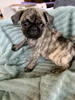 Gus, a male Pug for sale in Schulenburg, TX – Photo 7 of 10