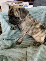 Gus, a male Pug for sale in Schulenburg, TX – Photo 4 of 10
