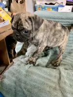 Gus, a male Pug for sale in Schulenburg, TX – Photo 2 of 10