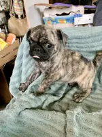 Gus, a male Pug for sale in Schulenburg, TX – Photo 6 of 10