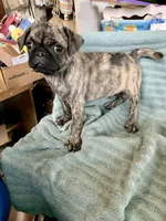 Gus, a male Pug for sale in Schulenburg, TX – Photo 10 of 10