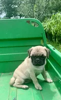 Cringle, a male Pug for sale in Schulenburg, TX – 9 of 10