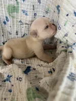 Boo, a male Pug for sale in Schulenburg, TX – 4 of 7