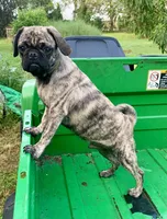 Mac, a male Pug for sale in Schulenburg, TX – Photo 6 of 10