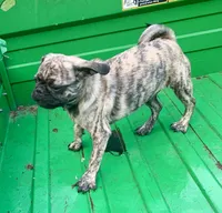 Mac, a male Pug for sale in Schulenburg, TX – Photo 3 of 10