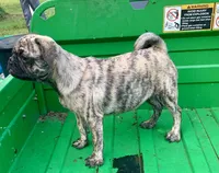 Mac, a male Pug for sale in Schulenburg, TX – Photo 5 of 10