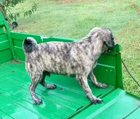 Mac, a male Pug for sale in Schulenburg, TX – Photo 10 of 10