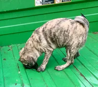 Mac, a male Pug for sale in Schulenburg, TX – Photo 4 of 10