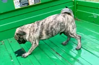 Mac, a male Pug for sale in Schulenburg, TX – Photo 7 of 10