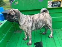 Mac, a male Pug for sale in Schulenburg, TX – Photo 8 of 10