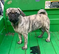 Mac, a male Pug for sale in Schulenburg, TX – Photo 1 of 10