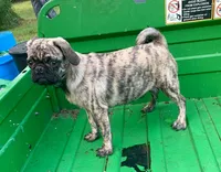 Mac, a male Pug for sale in Schulenburg, TX – Photo 9 of 10