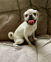 Ace, a male Pug for sale in Schulenburg, TX – 6 of 10