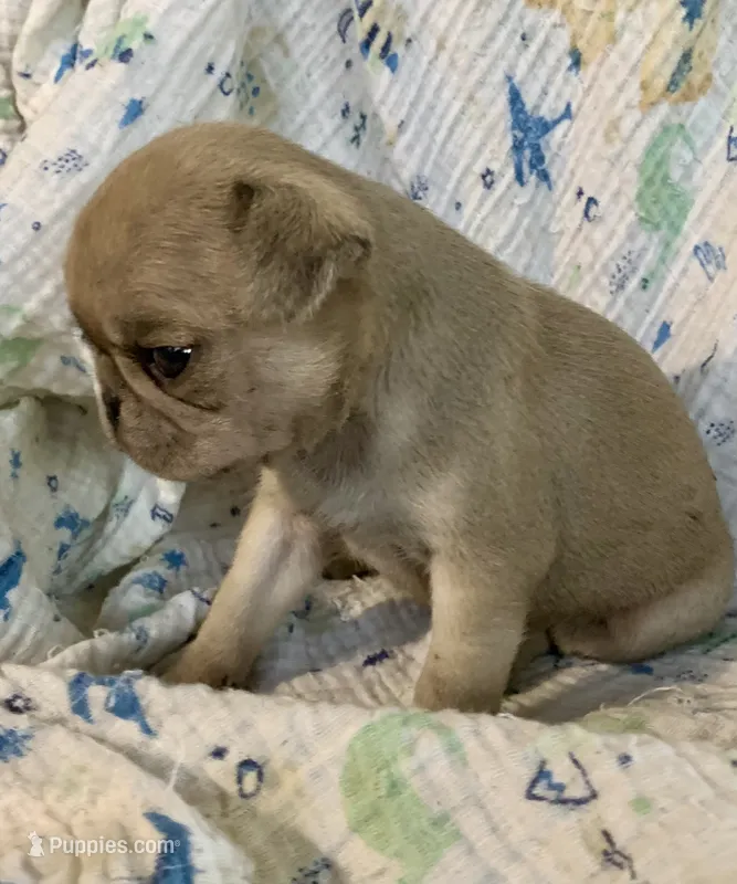 Indy  – Pug puppy for sale in Schulenburg, TX