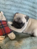 Pebbles , a female Pug for sale in Schulenburg, TX – Photo 8 of 10
