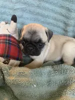 Pebbles , a female Pug for sale in Schulenburg, TX – Photo 9 of 10