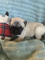 Pebbles , a female Pug for sale in Schulenburg, TX – Photo 10 of 10