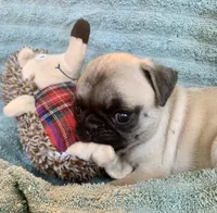 Pebbles , a female Pug for sale in Schulenburg, TX – Photo 1 of 10